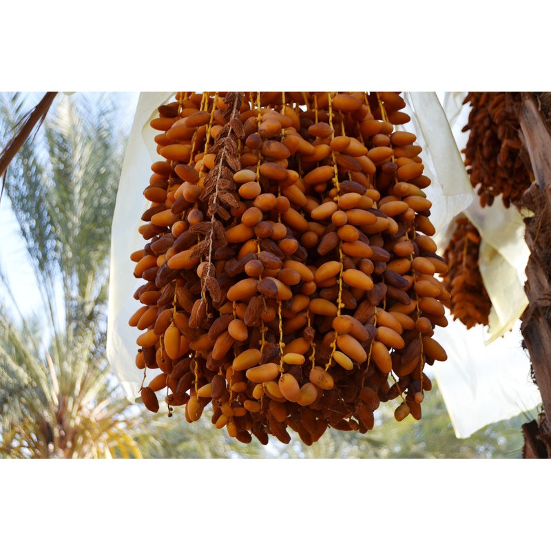 Combo 2 hộp CHÀ LÀ KHÔ NGUYÊN CÀNH  DEGLET NOUR TUNISIA HIỆU SANWAN DATES 500GR *2