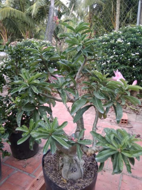 Cây Sứ Kỳ Duyên... đang hoa