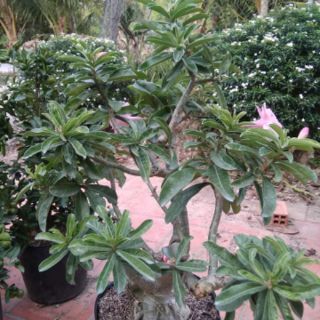 Cây 🌲 Sứ Kỳ Duyên...(2 năm tuổi) đang hoa