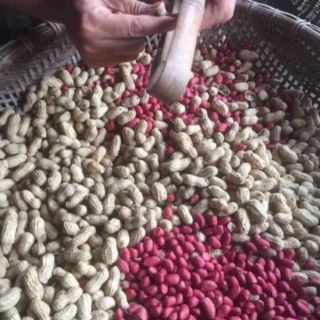 LẠC ĐỎ BÓC TAY TÚI 1KG