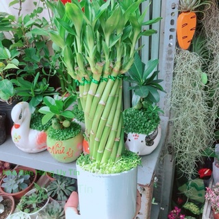 Chậu Trúc Phát Tài