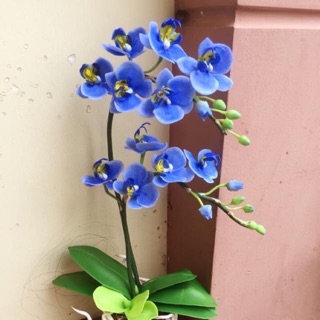 Lan hồ điệp sẵn vòi cốc 3.0