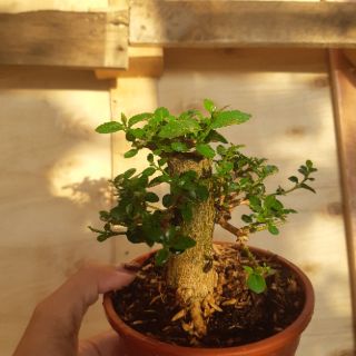 Sam hương mini