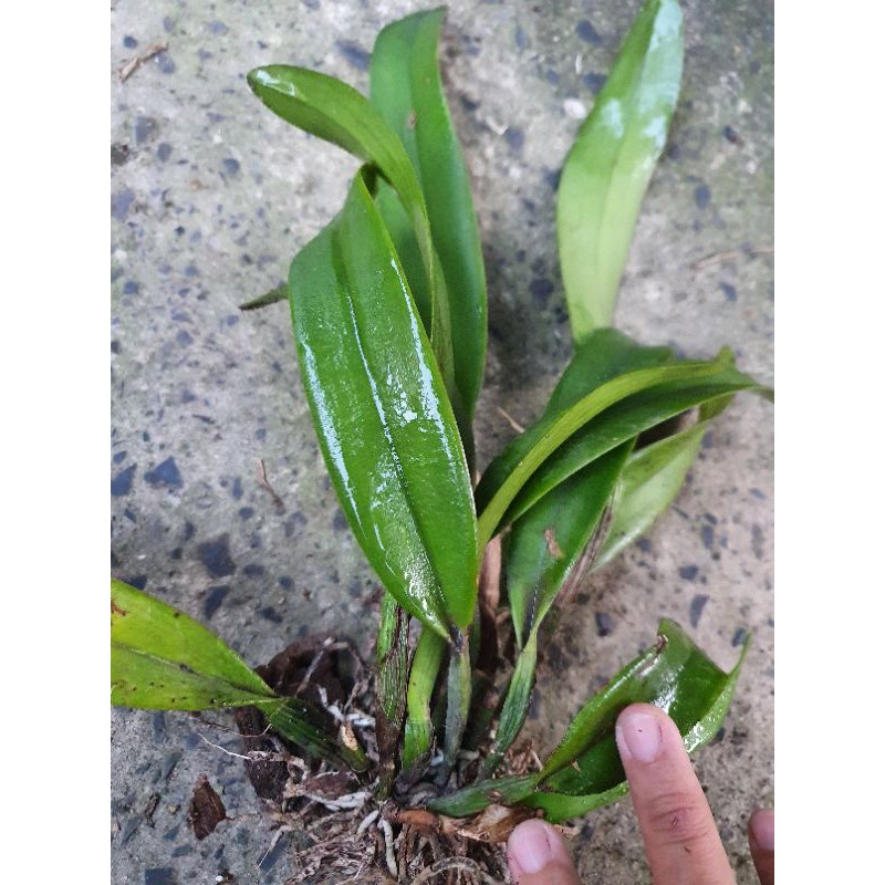 Lan cattleya tím Hàn Mặc Tử.