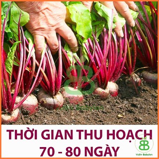 Hạt Giống Củ Dền Đỏ 5Gr Bổ Máu