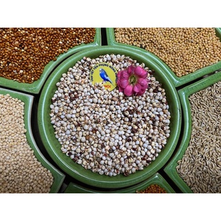 Hạt bo bo trắng cho hamster ăn dặm