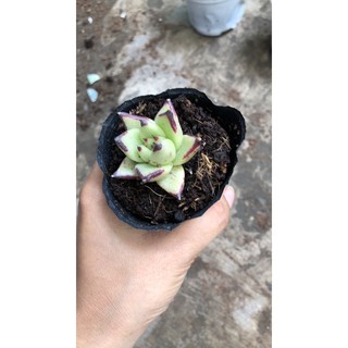 Sen đá Đế Vương đỏ