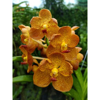 Lan vanda cam cây trưởng thành giá rẻ