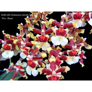 lan vũ nữ ĐỎ, gửi đi nguyên chậu, hàng đang nụ và ngồng hoa cao đẹp - LVNDNC