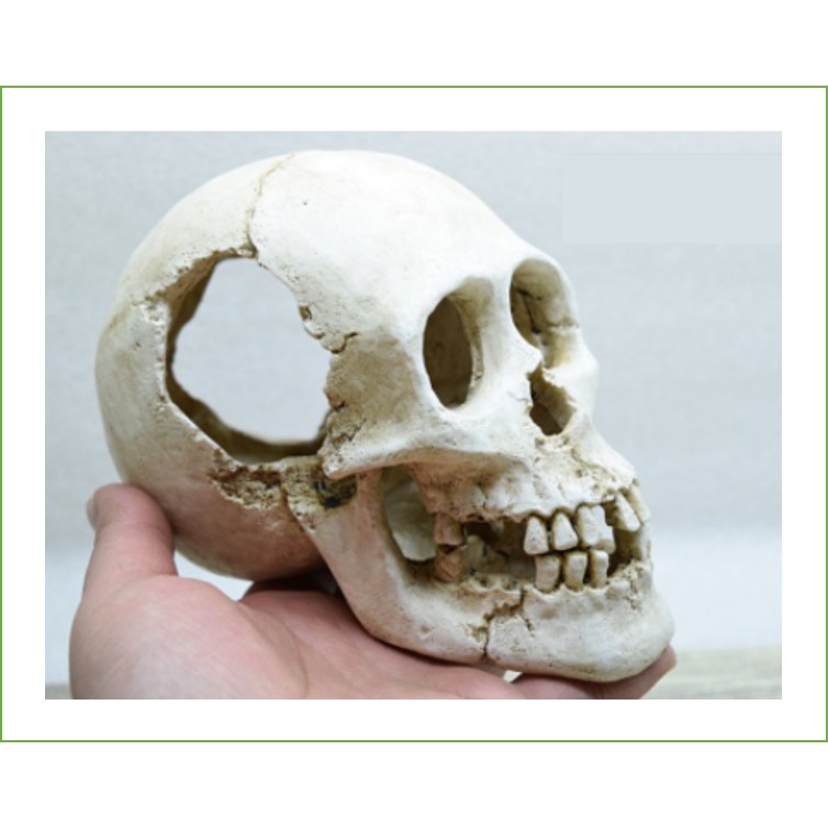 Đầu lâu trang trí thuỷ sinh_tank_chuồng_lồng