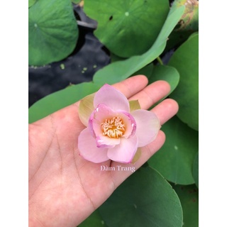 Củ sen mini Keelin
