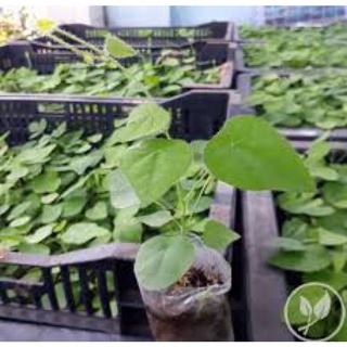 Hạt giống sương sâm lông 30 hạt