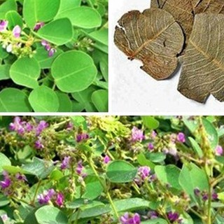1kg kim tiền thảo