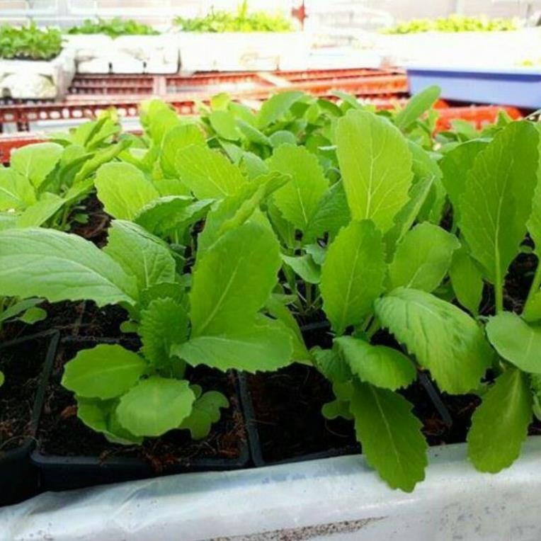 1000 hạt cải bẹ xanh mỡ , giống chuẩn , nảy mầm 99%