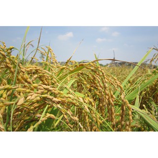 Nếp Cái Hoa Vàng Túi 5kg