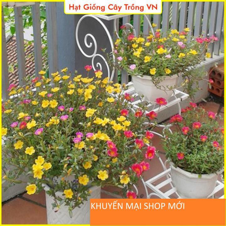 Hạt giống Hoa Mười Giờ Cánh Đơn Nhiều Màu, Dễ Trồng khuyến mại shop mới