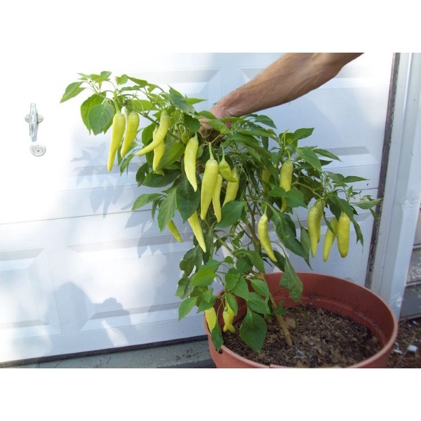 Hạt giống Ớt sừng ngọt F1. - Túi 30 hạt