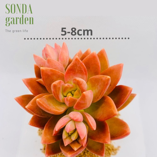 Sen đá đá đỏ SONDA GARDEN size bé 5-8cm, xuất xứ Đà Lạt, khoẻ đẹp, lỗi 1 đổi 1