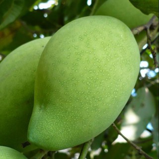 Xoài cát hòa lộc