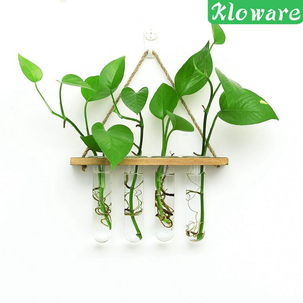 Chậu Kính Trồng Cây Có Móc Treo Tiện Dụng