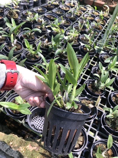 DENDRO MINI CÂY TRƯỞNG THÀNH chậu F10-F12
