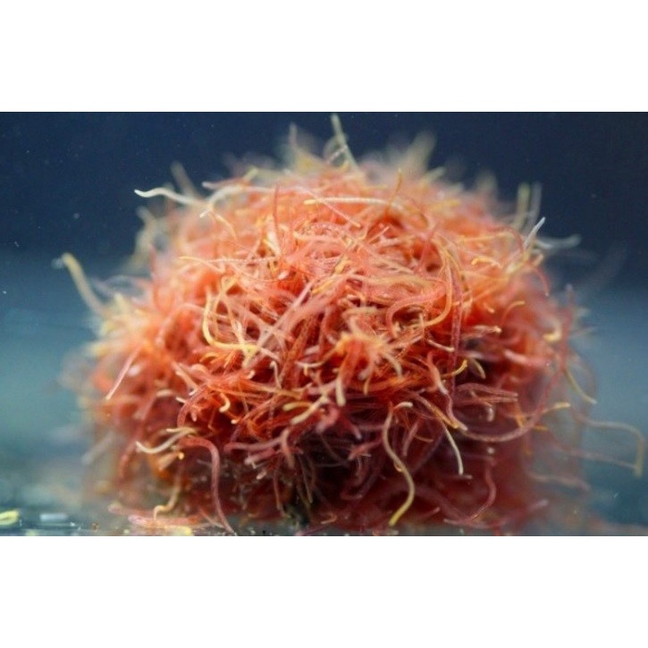 Combo 6 gói Vi sinh đa năng - AEC-COPEFLOC