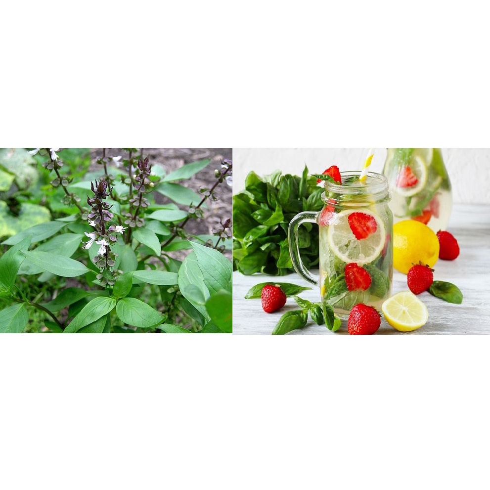 GÍA 1K - Bộ 50 hạt giống rau húng quế (húng chó) chất lượng cao -  tặng kèm Thuốc kích mầm + 5 hạt hướng dương lùn bông