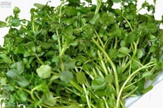 Hạt giống xà lách xoong