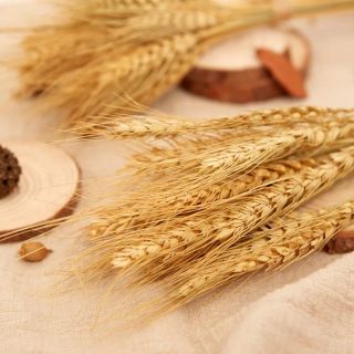 phụ kiện chụp ảnh bó lúa mỳ vintage - decor sản phẩm