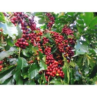 CÀ PHÊ ARABICA RANG/XAY 500G/1KG