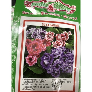 Hạt giống hoa Tử La Lan