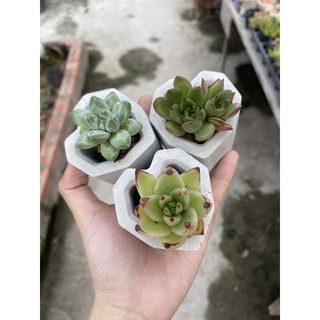 CHẬU/ CỐC NẾN XI MĂNG MINI (vui lòng đọc kỹ mô tả về kích thước)