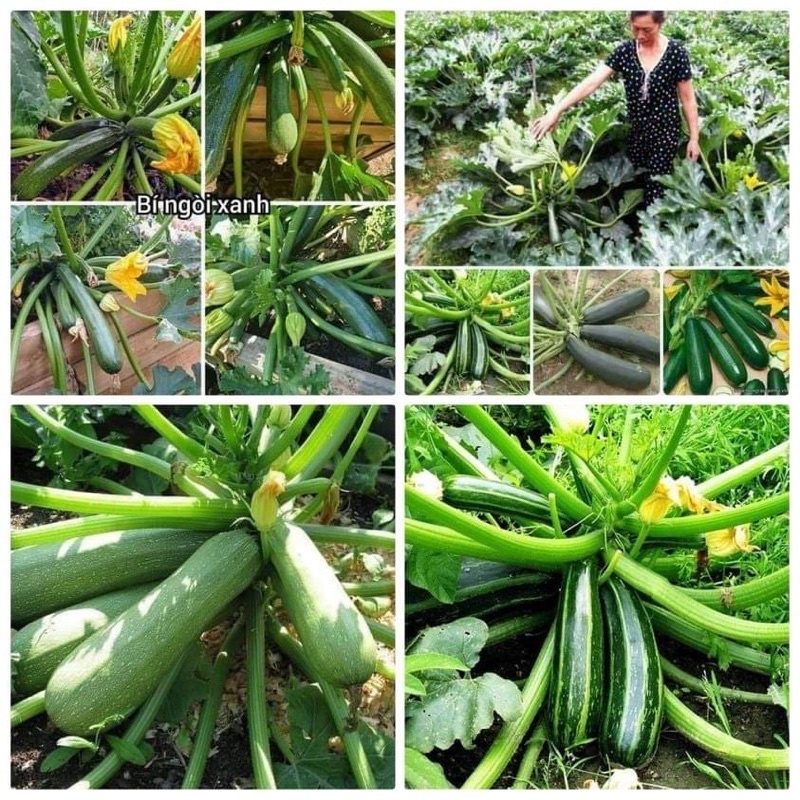 Sale _5 hạt giống bí ngòi xanh