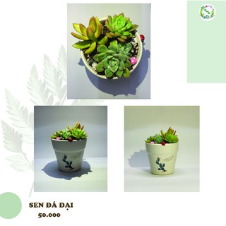 Chậu sen đá đại tự chọn