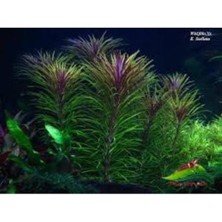 Cây thủy sinh NGỖ TÍM lá nước