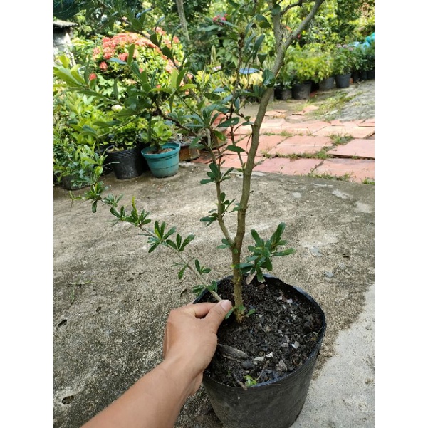 Cây linh sam trắng