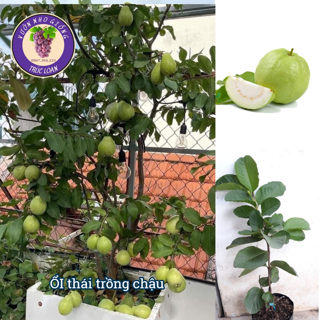 Cây ổi Thái Lan trồng chậu cho năng suất cao , dễ chăm sóc