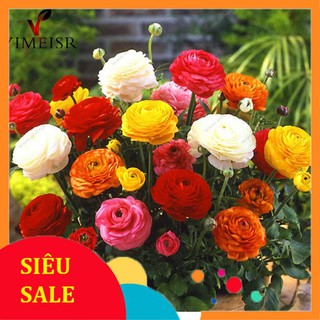 20 Hạt giống Hồng ri Ba Tư (tặng gói kích nẩy mầm và hướng dẫn) VIETPHAT