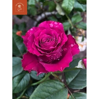 Hoa hồng ngoại Variety Information Siêu Phẩm tím Mộng Mơ -HoaTuoiMeLinh