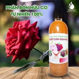 Dịch Chuối Trứng Sữa Hữu Cơ cho hoa hồng, hoa lan, rau củ, dâu tây, giàu Kali, bật mầm, hoa đẹp, đậu quả.