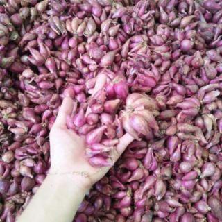 1kg hành tím Phan Rang nhà trồng