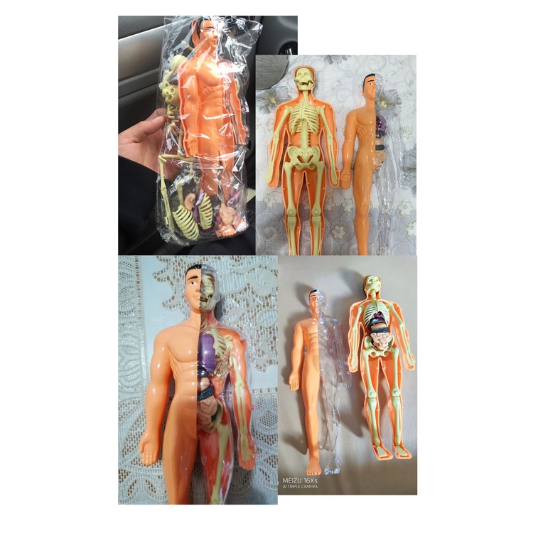 Bộ Đồ Chơi Mô Hình Xương Người 3D Lắp Ráp DIY Dành Cho Trẻ Em
