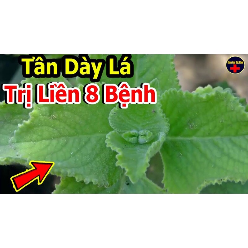 Lá húng chanh tươi  và cây giống - có hàng trong 30p. Lá tươi vừa hái, già, nhiều tinh dầu