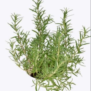 Cây Hương Thảo chậu treo