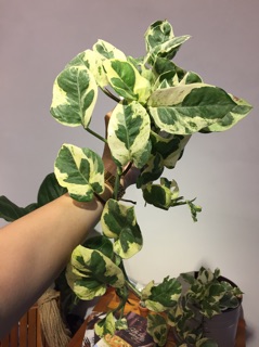 Trầu bà Sữa - Cẩm thạch