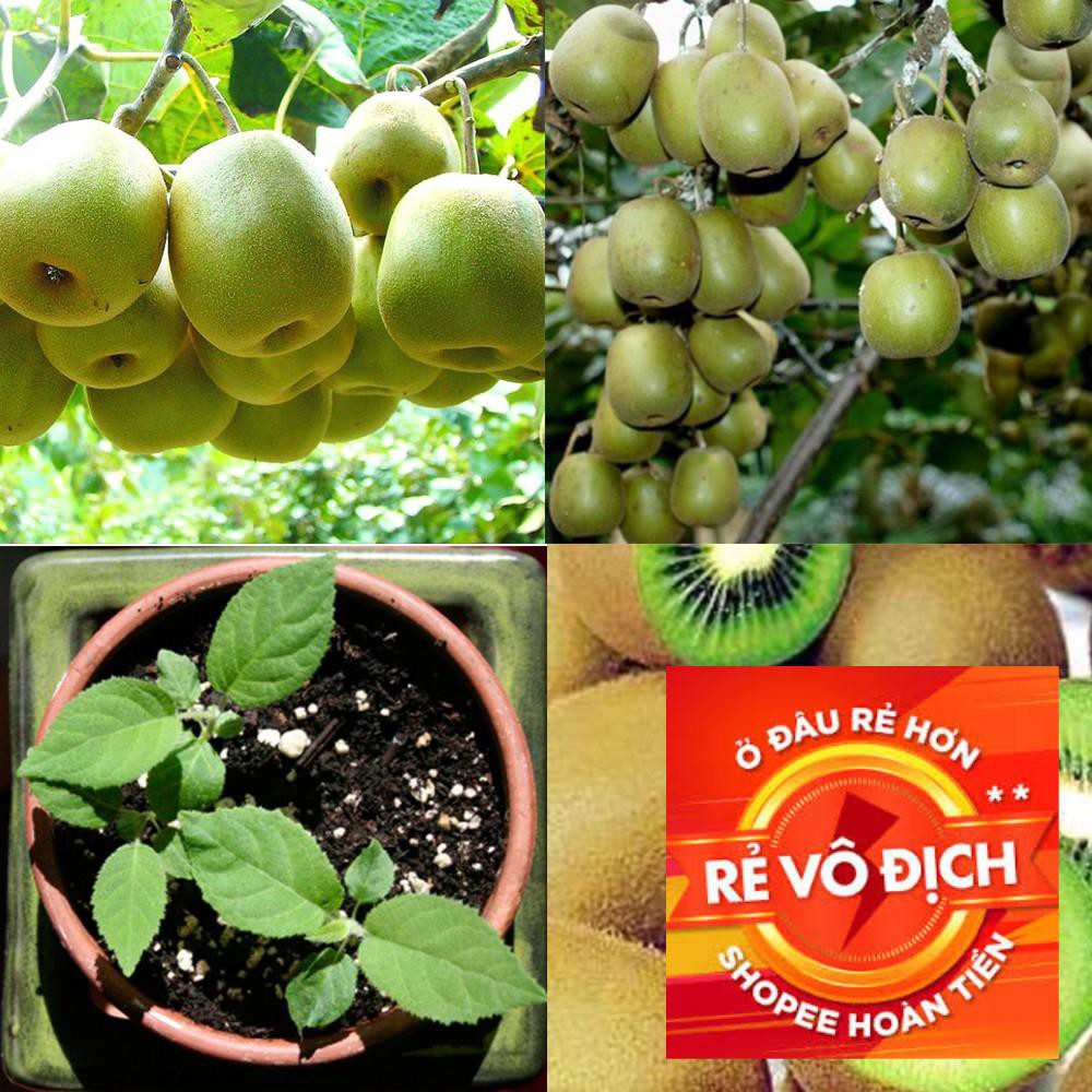 Hạt giống kiwi 50 hạt TRỢ GIÁ