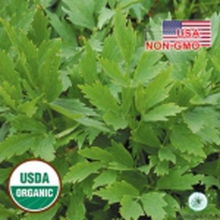 1gr 270 hạt hạt giống cần núi lovage