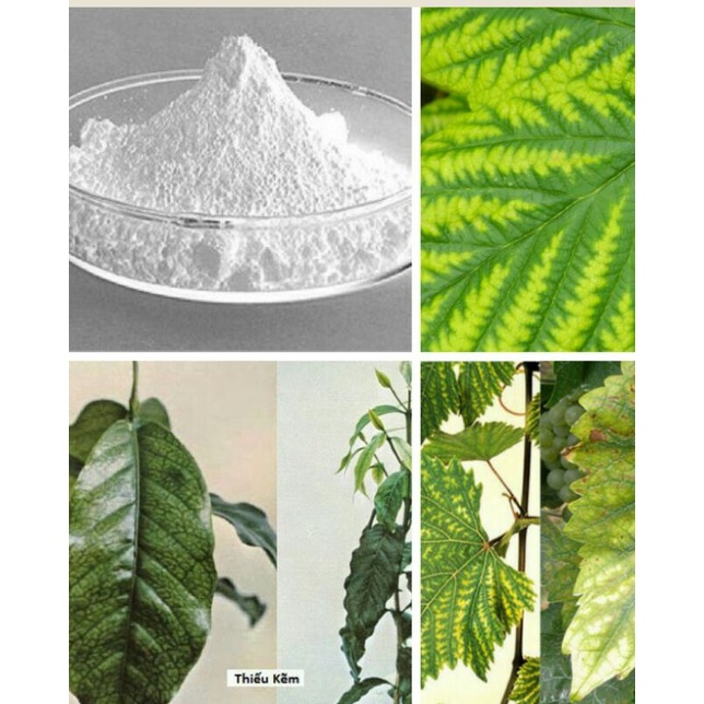 Phân bón Zn+,  vi lượng kẽm xanh lá dày lá gó,i 50gr chống vàng lá bạc lá cháy lá xoắn lá khô hoa rụng trái
