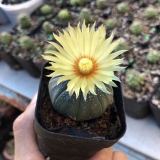 Xương rồng aster