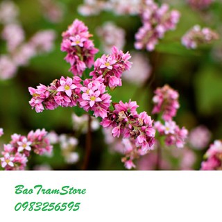 Hạt giống hoa Tam giác mạch gói 5 gram xuất xứ Việt Nam